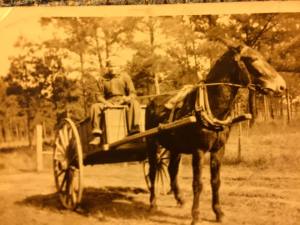 Granddaddy and the Mule