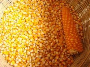 Corn 2